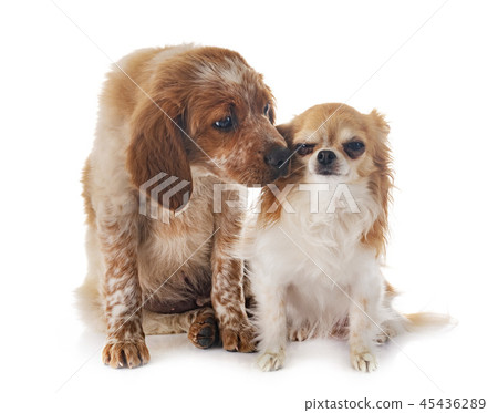 puppy brittany spaniel and chihuahua puppy brittany spaniel and chihuahua 45436289