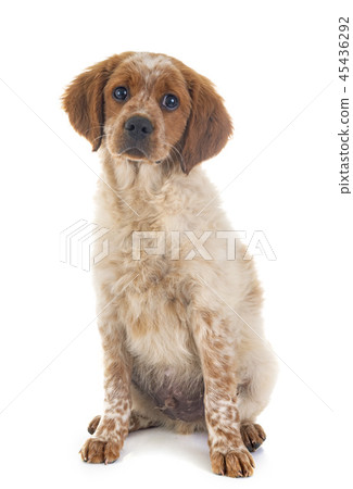puppy brittany spaniel puppy brittany spaniel 45436292