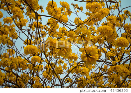 Yellow flower suzuki Yellow flower suzuki 45436293