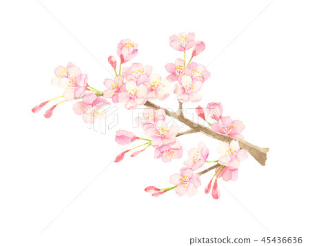 櫻花水彩插圖 櫻花水彩插圖 45436636