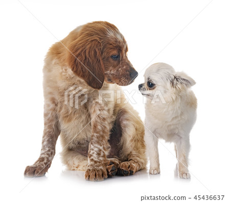 puppy brittany spaniel and chihuahua puppy brittany spaniel and chihuahua 45436637