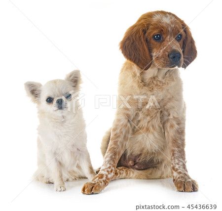 puppy brittany spaniel and chihuahua puppy brittany spaniel and chihuahua 45436639