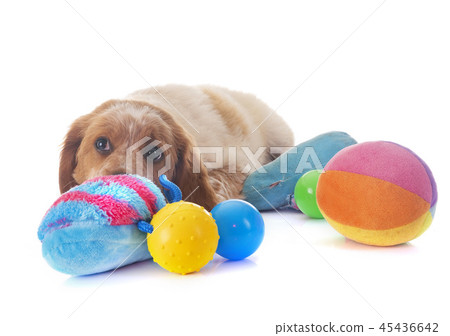 puppy brittany spaniel 45436642