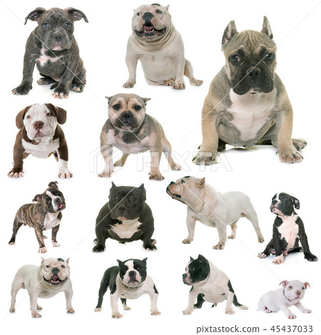 group of american bully group of american bully 45437033