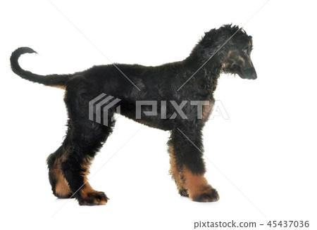puppy afghan hound puppy afghan hound 45437036