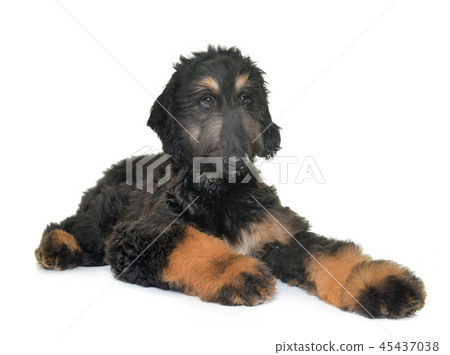 puppy afghan hound puppy afghan hound 45437038