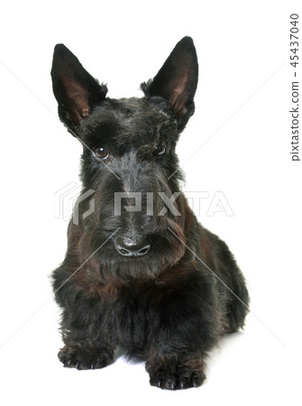 young scottish terrier young scottish terrier 45437040
