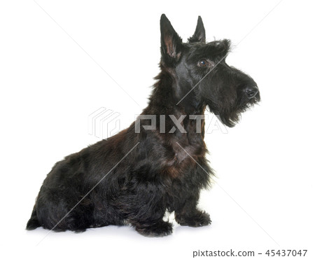 young scottish terrier 45437047