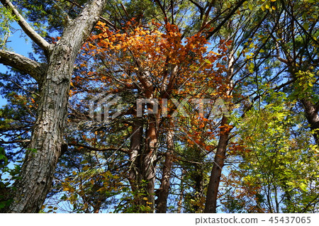 Goshikinuma Autumn leaves Fukushima Prefecture " 45437065