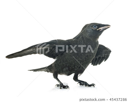 jackdaw in studio 45437286