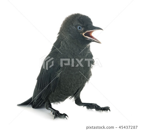 jackdaw in studio 45437287