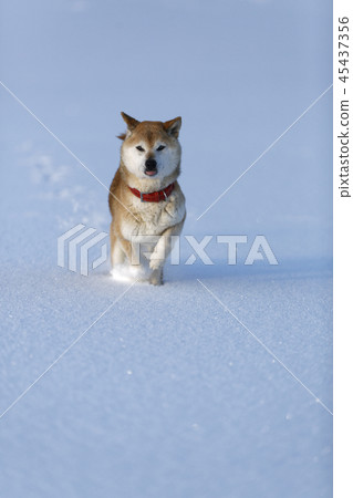 Shiba Inu在雪原上玩 45437356