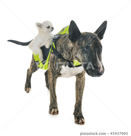 bull terrier, chihuahua and saddlebag bull terrier, chihuahua and saddlebag 45437993