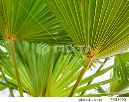 美麗的棕櫚葉 45438090
