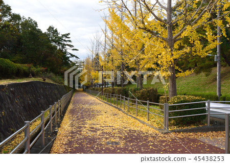 Ginkgo biloba 45438253