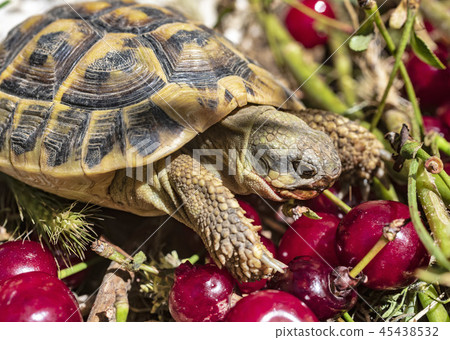 turtle hermann feeding 45438532