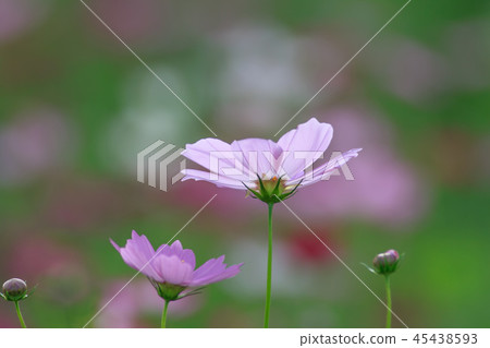 大波斯菊,大波斯菊田地,花園 大波斯菊,大波斯菊田地,花園 45438593