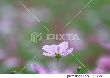 Cosmos, cosmos field, garden Cosmos, cosmos field, garden 45438598