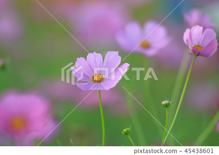 Cosmos, cosmos field, garden Cosmos, cosmos field, garden 45438601