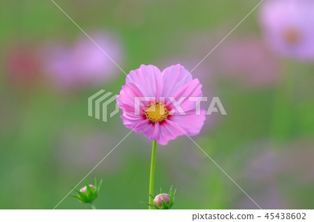 Cosmos, cosmos field, garden Cosmos, cosmos field, garden 45438602