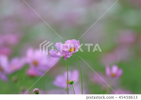 Cosmos, cosmos field, garden 45438613