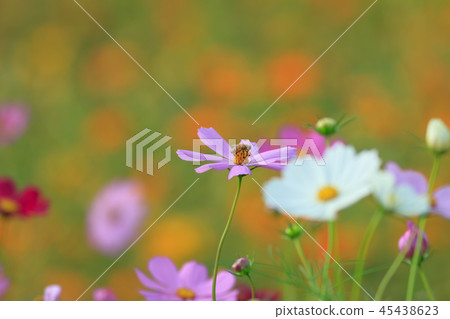 Cosmos, cosmos field, garden Cosmos, cosmos field, garden 45438623