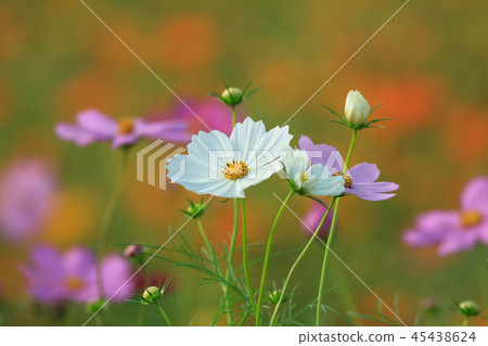 Cosmos, cosmos field, garden Cosmos, cosmos field, garden 45438624