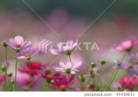 Cosmos, cosmos field, garden Cosmos, cosmos field, garden 45438631