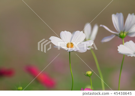 Cosmos, cosmos field, garden Cosmos, cosmos field, garden 45438645