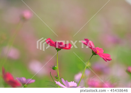 Cosmos, cosmos field, garden Cosmos, cosmos field, garden 45438646