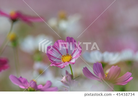 Cosmos, cosmos field, garden Cosmos, cosmos field, garden 45438734