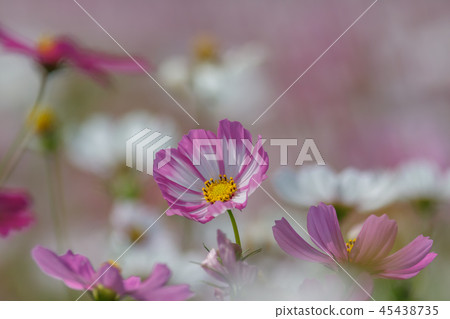 Cosmos, cosmos field, garden Cosmos, cosmos field, garden 45438735