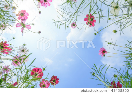 Cosmos, cosmos field, garden Cosmos, cosmos field, garden 45438800