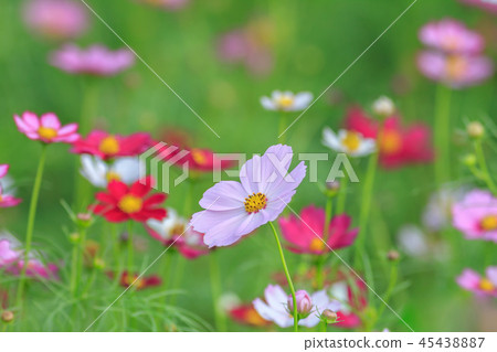 大波斯菊,大波斯菊田地,花園 45438887