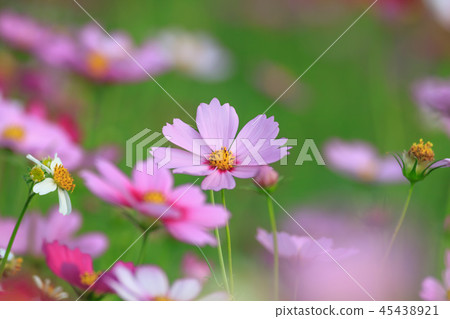大波斯菊,大波斯菊田地,花園 大波斯菊,大波斯菊田地,花園 45438921
