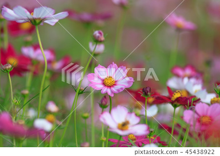 Cosmos, cosmos field, garden Cosmos, cosmos field, garden 45438922