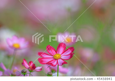 Cosmos, cosmos field, garden Cosmos, cosmos field, garden 45438941