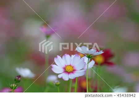 Cosmos, cosmos field, garden 45438942