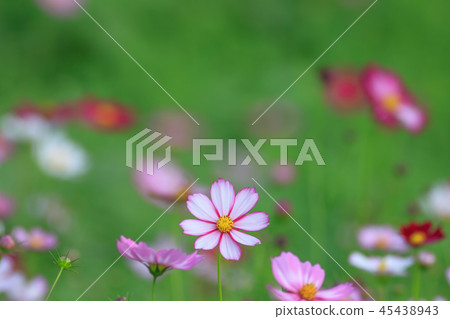 Cosmos, cosmos field, garden Cosmos, cosmos field, garden 45438943