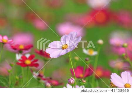 大波斯菊,大波斯菊田地,花園 大波斯菊,大波斯菊田地,花園 45438956