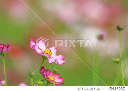 大波斯菊,大波斯菊田地,花園 大波斯菊,大波斯菊田地,花園 45438957