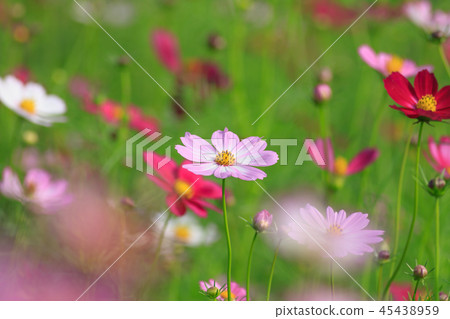 Cosmos, cosmos field, garden Cosmos, cosmos field, garden 45438959