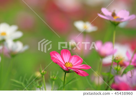 Cosmos, cosmos field, garden Cosmos, cosmos field, garden 45438960