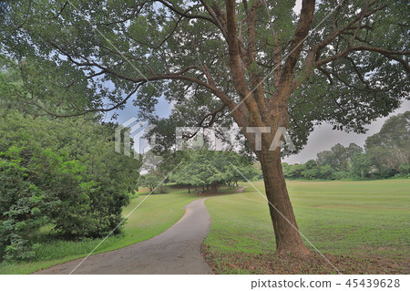 walk way and green field at golf club walk way and green field at golf club 45439628