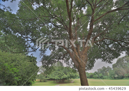 a big treee at the gold club a big treee at the gold club 45439629