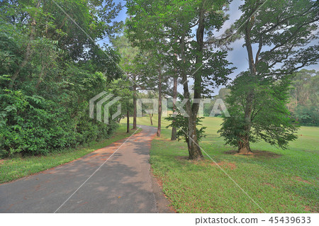 a Country road running through deciduous forest 45439633