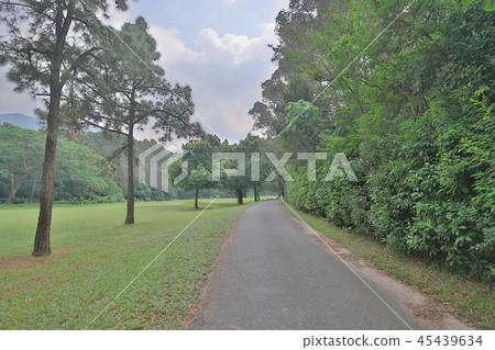 a Country road running through deciduous forest a Country road running through deciduous forest 45439634