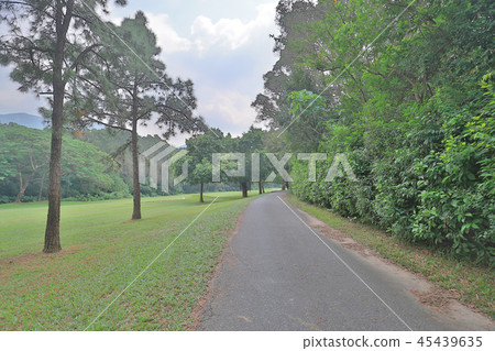 a Country road running through deciduous forest 45439635