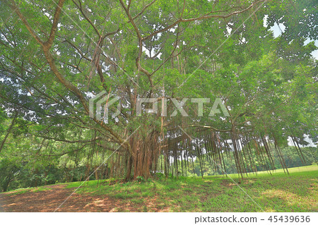 a big treee at the gold club a big treee at the gold club 45439636