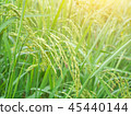 Rice of green waiting for harvest in thailand 45440144